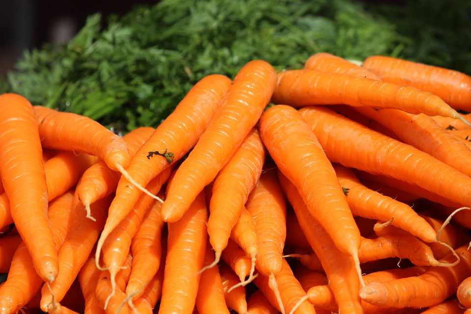 Желтая морковь: что это такое и почему она йеллоустоун, польза и вред семян, химический состав, чем отличается от оранжевой, описание сорта, можно ли есть
