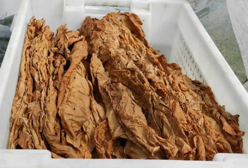 Ферментация табака в микроволновке: условия и подготовка, как правильно делать, правила хранения, видео