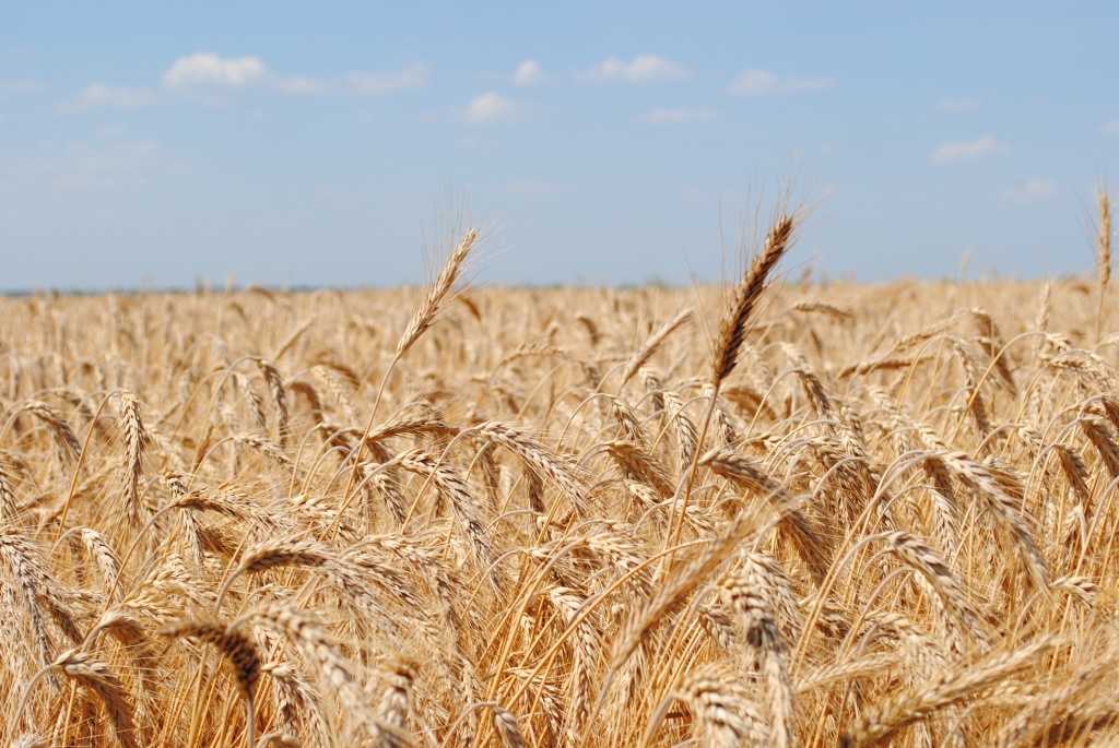 Уборка пшеницы: в каком месяце и методы определения спелости урожая