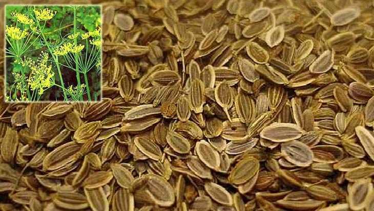 Полезные и лечебные свойства семян укропа, возможные противопоказания для здоровья организма человека