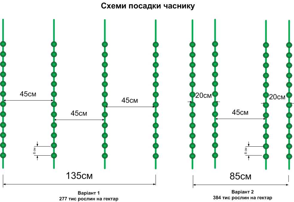 Посадка лука севка схема посадки