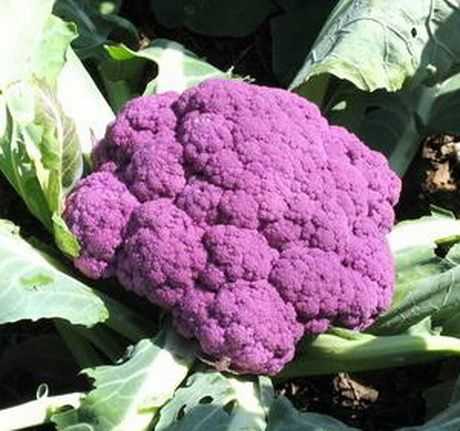 Фиолетовая цветная капуста (сиреневая) на фото: сорта и выращивание