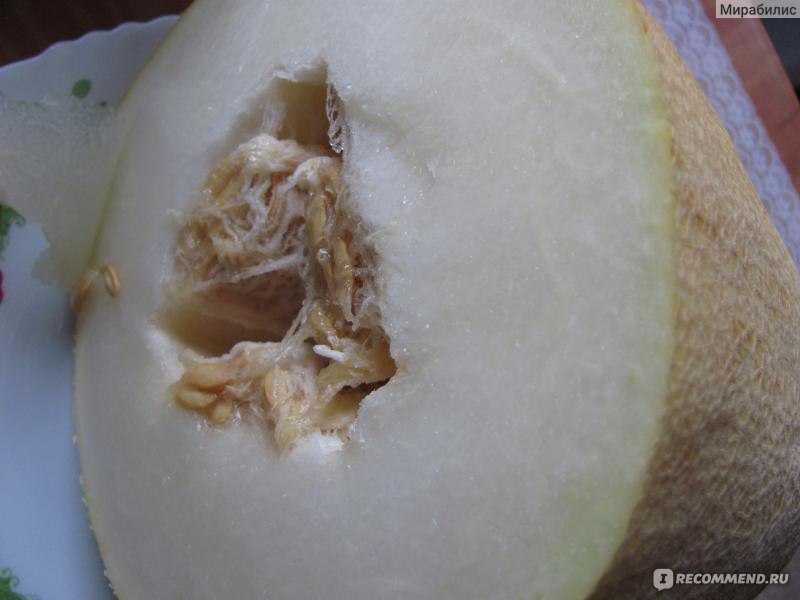 Болезни дынь: грибок, коричневые пятна внутри, гниль красного цвета и другие симптомы, фото пораженных плодов, какие вредители угрожают урожаю