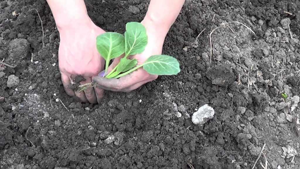 Посадка капусты в открытый грунт рассадой: как сажать, уход за рассадой, высадка сортов капусты