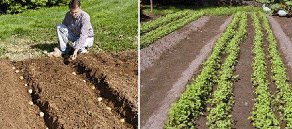 Метод митлайдера: как сажать картофель, схема посадки, выращивание