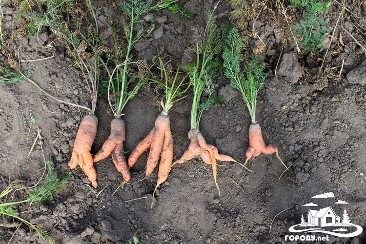 Почему морковь корявая и как этого избежать