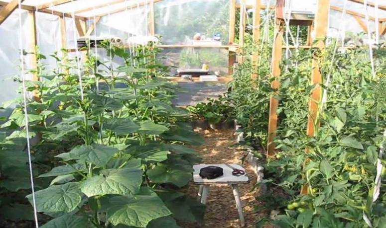 Баклажаны - выращивание и уход в теплице из поликарбоната
