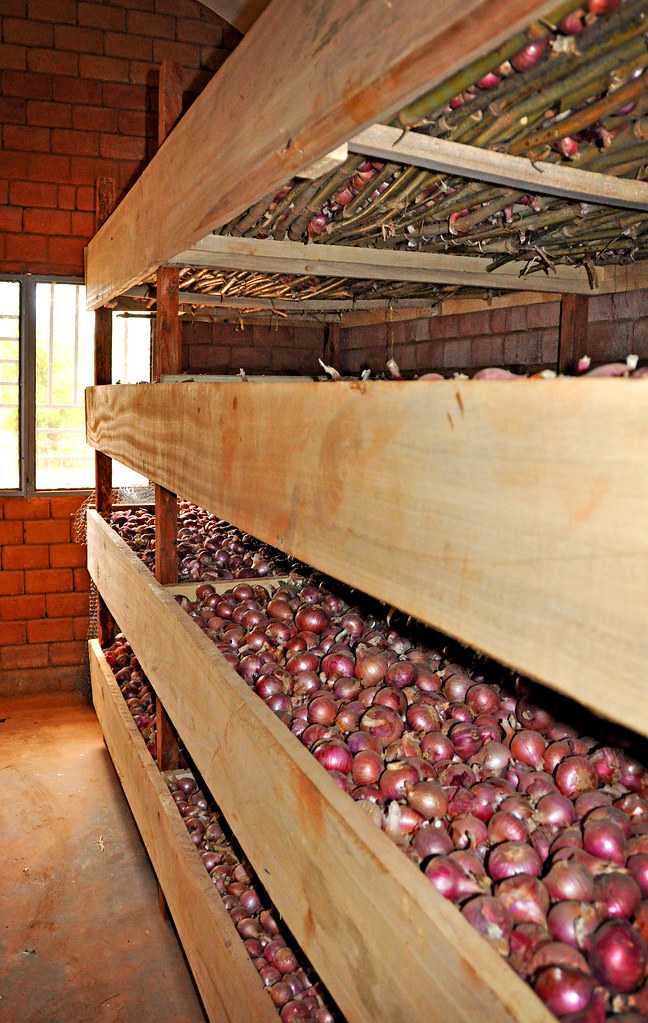 Хранение яблок в погребе с картошкой. как хранить яблоки на зиму? | дачная жизнь