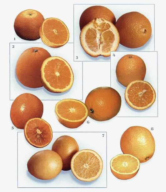 У отца есть 5 различных апельсинов. Апельсин сорт Навелина. Апельсины сорт Монтана. Апельсины пупочные сорта. Апельсины Навелин отличие.