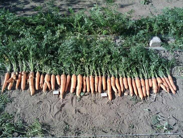 Сладкие сорта моркови: их правильный выбор и описание