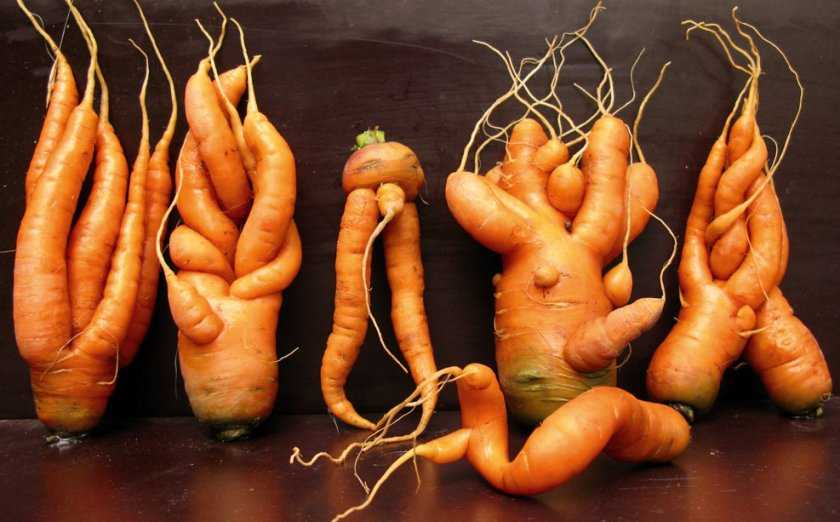 Почему морковь вырастает рогатой, уродливой, кривой