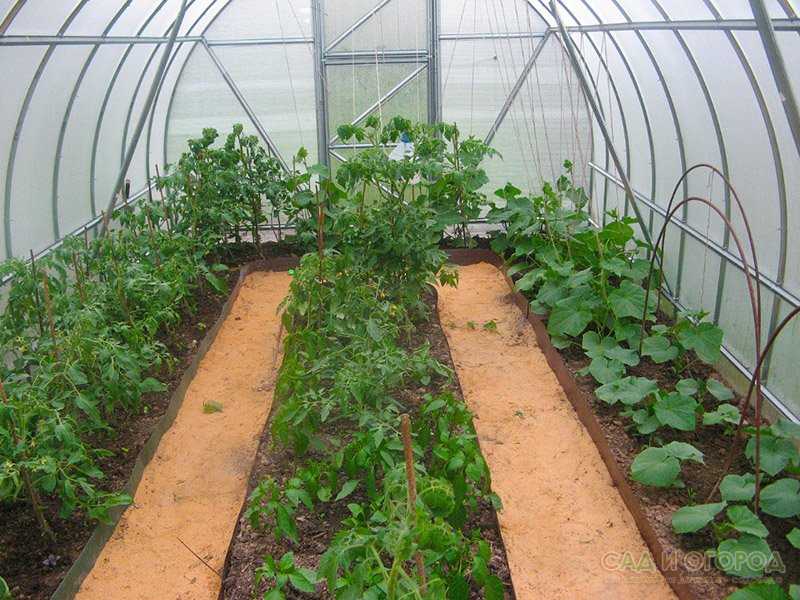 Выращивание баклажанов в теплице из поликарбоната: подбор лучшего сорта, уход и подкормка