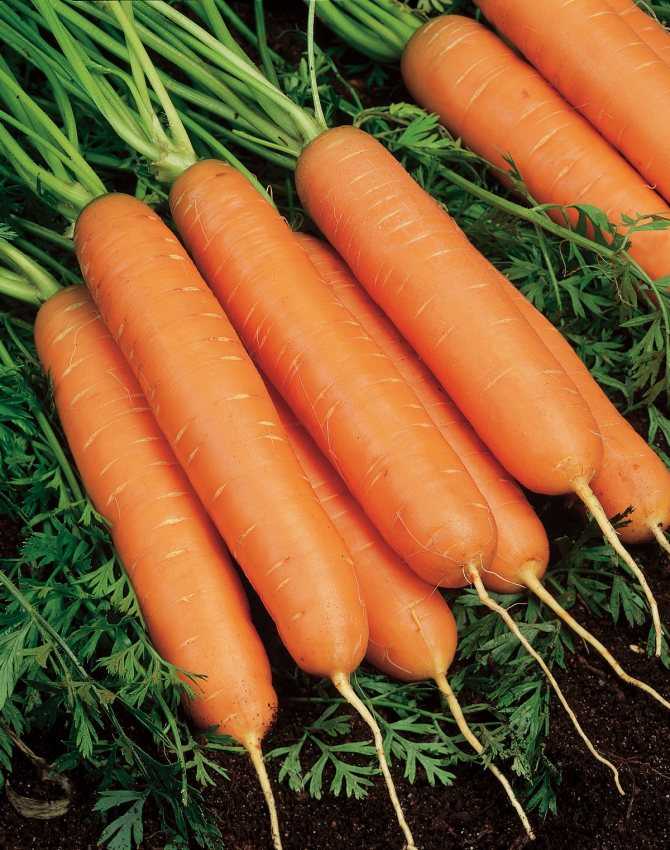 Морковь дордонь: описание и характеристика, отличительные черты и история селекционирования, достоинства и недостатки, а также нюансы выращивания и похожие сорта русский фермер