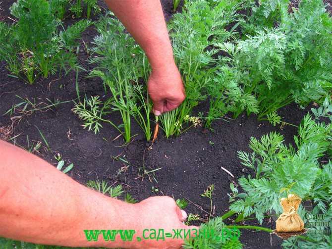 Какие сорта моркови лучше всего подходят для выращивания на урале