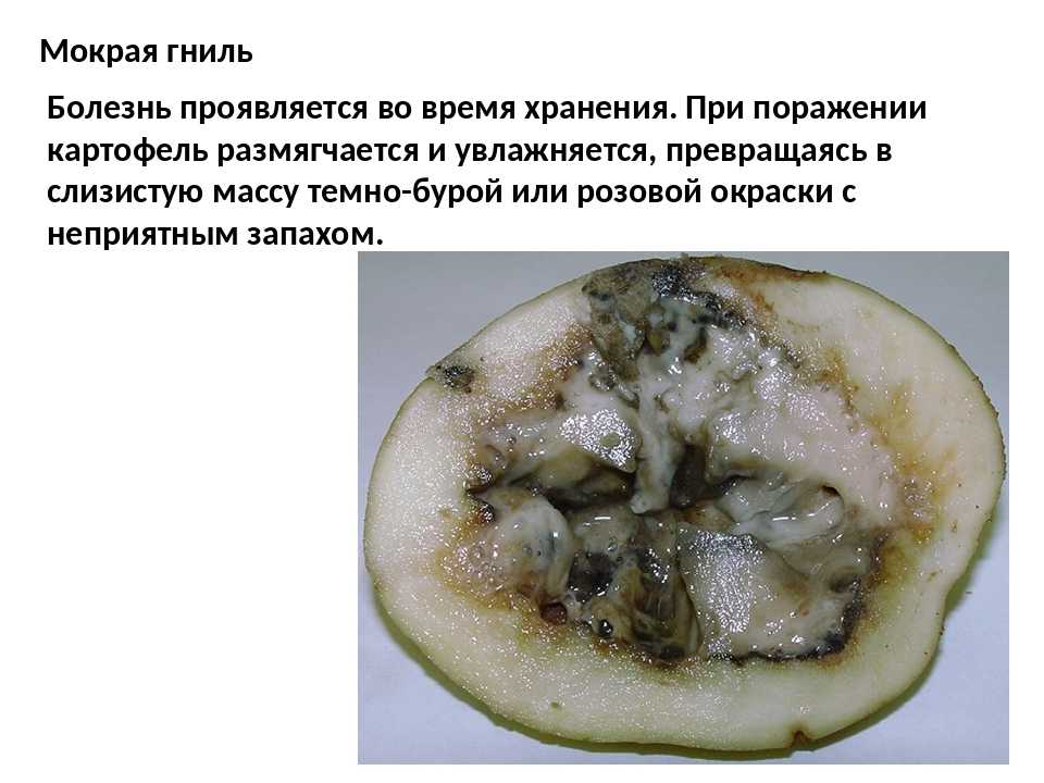 Обзор болезней и вредителей картофеля