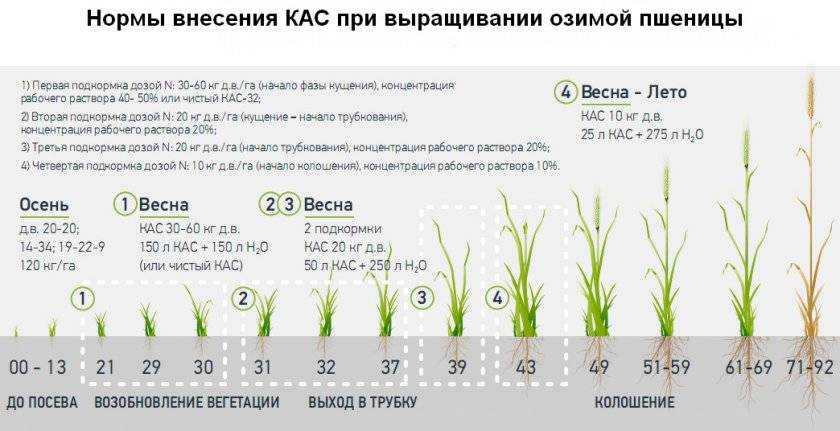 Норма высева пшеницы на 1 га в кг: глубина заделки семян и какие факторы влияют