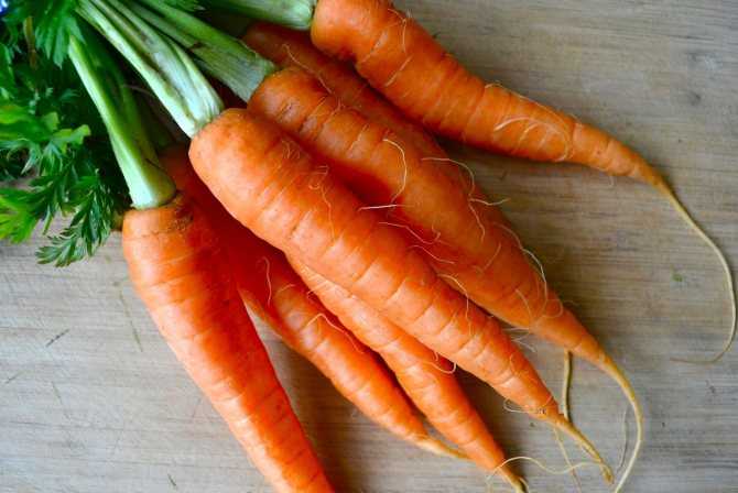 Удивительное разнообразие моркови: фиолетовая, желтая, белая
