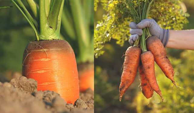Горькая морковь польза или вред