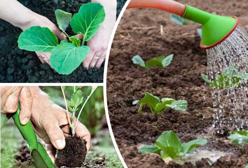 Посадка цветной капусты: как сажать семенами в открытый грунт и в теплицу, сроки, схемы, фото и видео