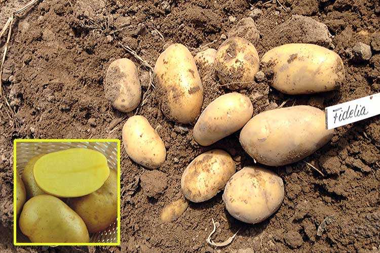 Сорт картофеля альвара: описание внешнего вида с фото и характеристика культуры, а также пошаговая инструкция по выращиванию