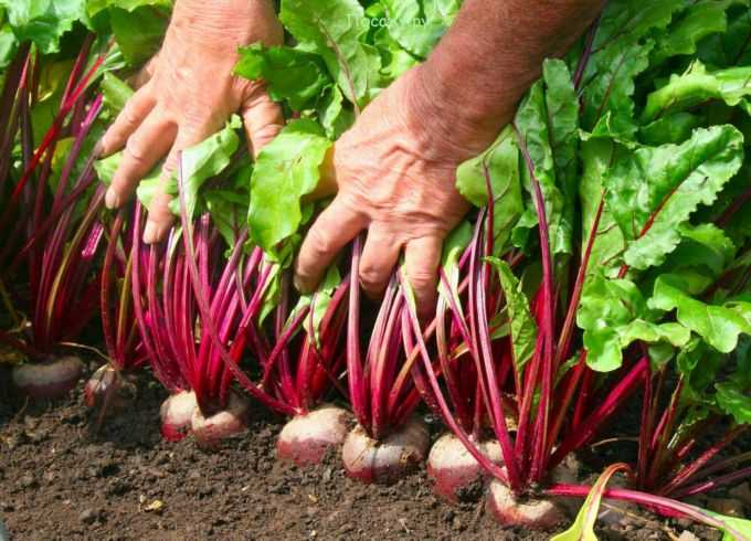 8 важностей когда и как убирать свеклу и морковь с грядки 2021 для хранения на зиму до весны