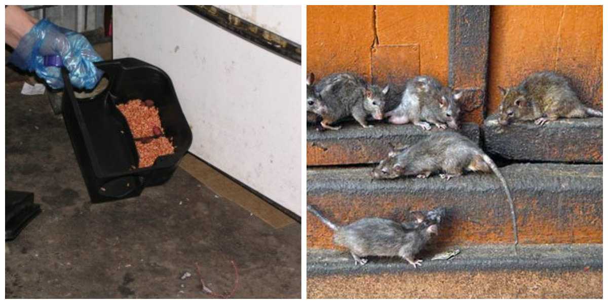 Способы избавиться от мышей. Крысы в доме.