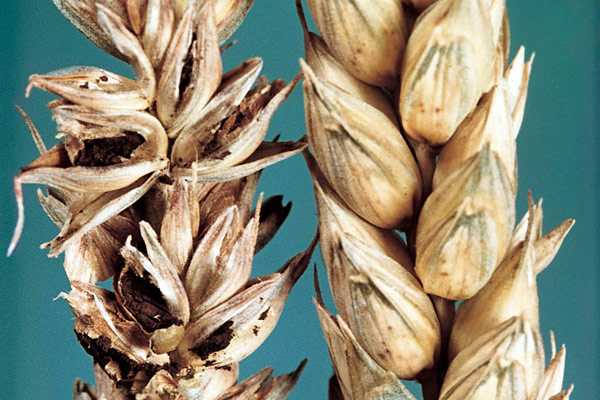 Головня пыльная пшеницы и ржи | справочник по защите растений — agroxxi