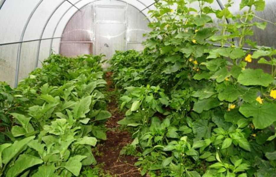 Овощи в теплице: особенности выращивания, как вырастить, технология, как разместить, время посадки, что посадить, готовые схемы с фото, в теплице из поликарбоната