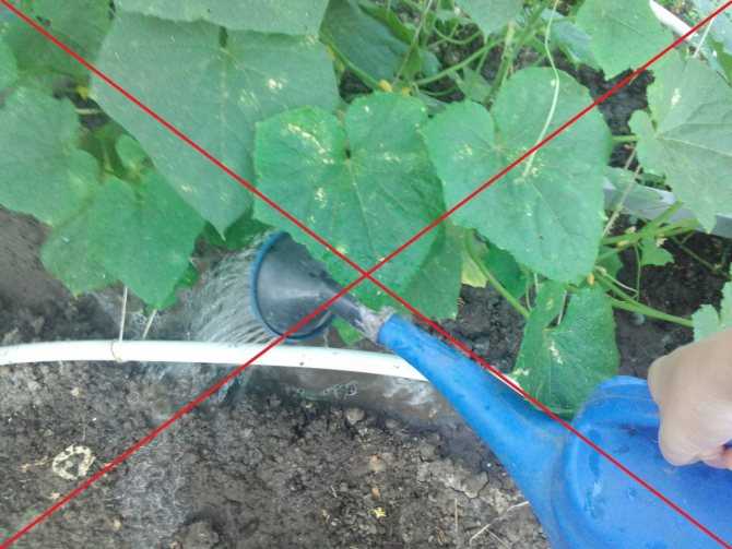 Правильный полив арбузов: как часто надо поливать в открытом грунте