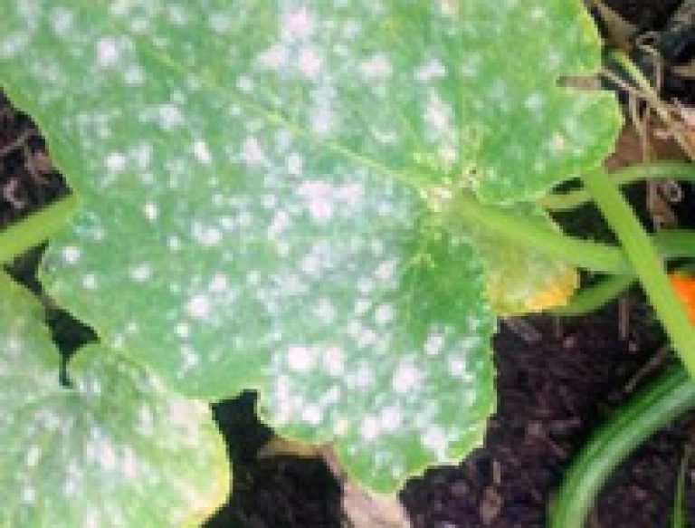 Как бороться с грибковыми болезни растений паршой, мучнистой росой и другимии