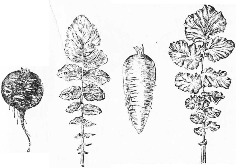 Внешнее строение редьки. Брюква строение. Строение корнеплода брюквы. Брюква рисунок. Редька.