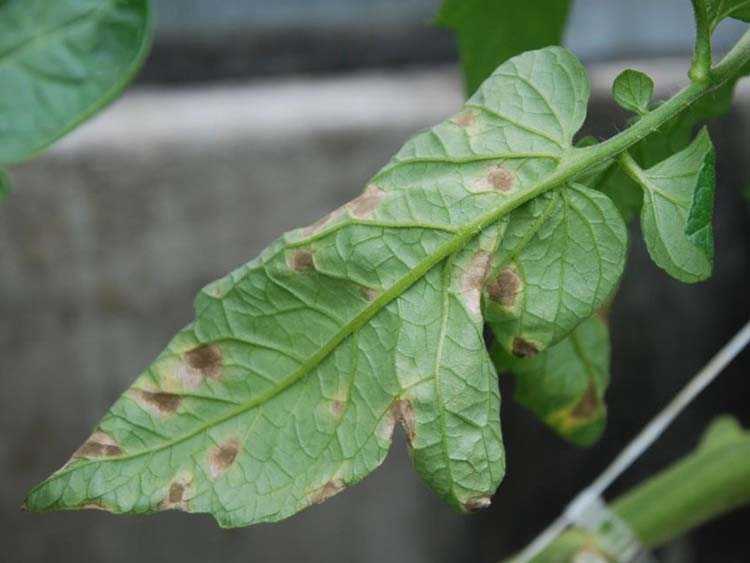 Коричневые пятна на листьях помидоров в теплице. какие бывают болезни помидоров в теплице и борьба с ними | дачная жизнь