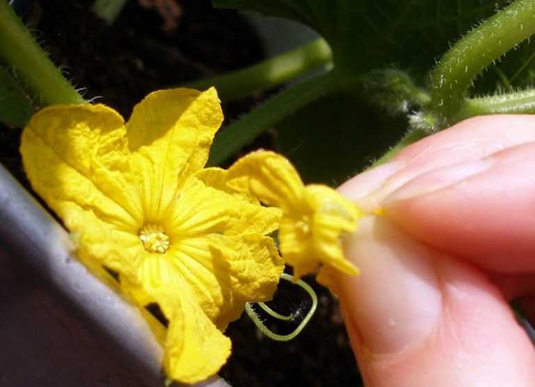Почему огурцы цветут пустоцветом: что делать, чем полить, как избавиться от пустоцветов