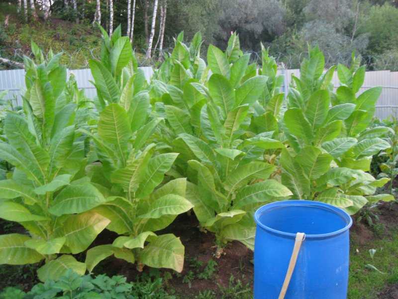 Выращивание табака из рассады: посадка и уход