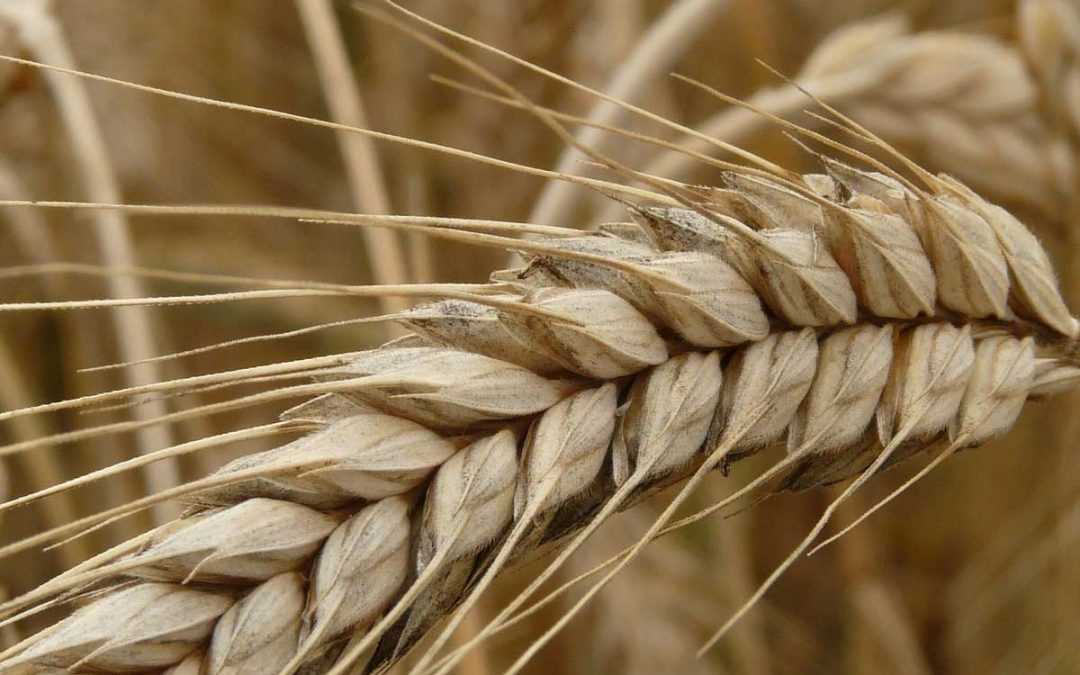 Описание гибрида пшеницы и ржи и применение тритикале, польза и вред