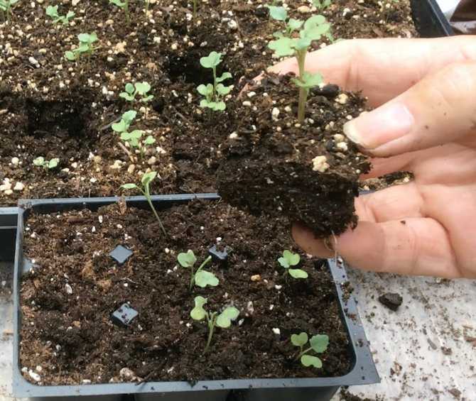 Когда сеять капусту на рассаду: сроки посева, пошаговая инструкция