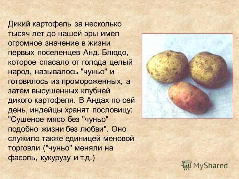 Не цветет картофель: какие причины и что делать, будет ли урожай