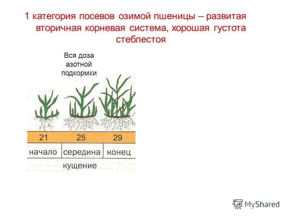 Подкормка озимой пшеницы весной: какие удобрения вносить и норма на 1 га