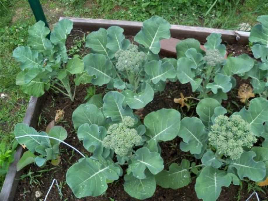 Как вырастить брокколи на огороде - пошаговая инструкция! - огород, сад, балкон - медиаплатформа миртесен