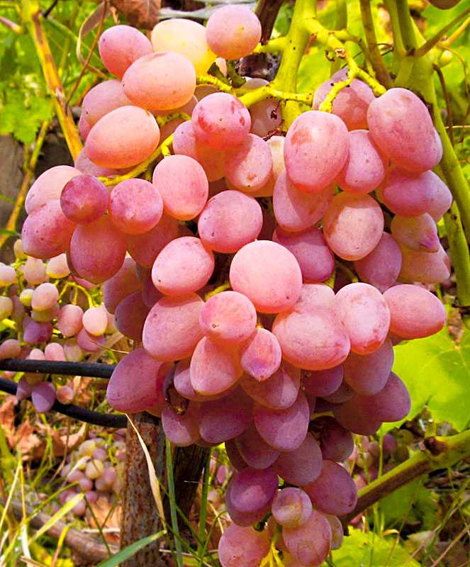 Виноград кишмиш лучистый: описание сорта, фото