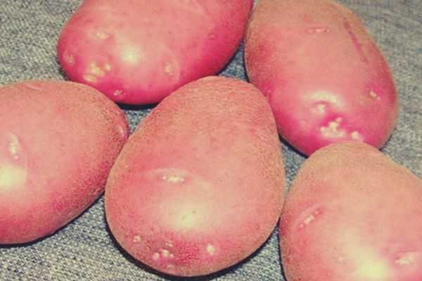 Болезни картофеля: осматриваем клубни, определяем проблему и лечим, все проблемы с фото