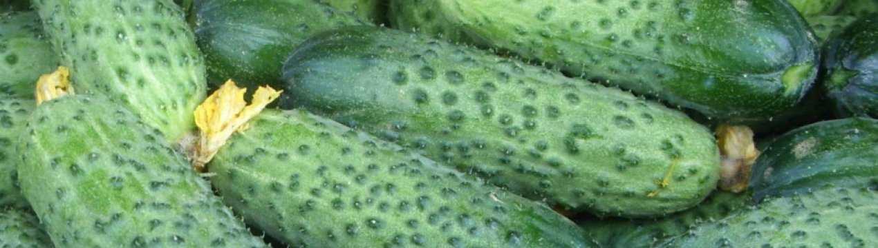 Огурец мамлюк f1: описание сорта, фото, урожайность, технология выращивания