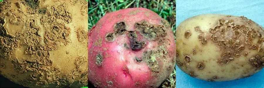 Почему гниет картошка в земле, сразу после уборки и в погребе
