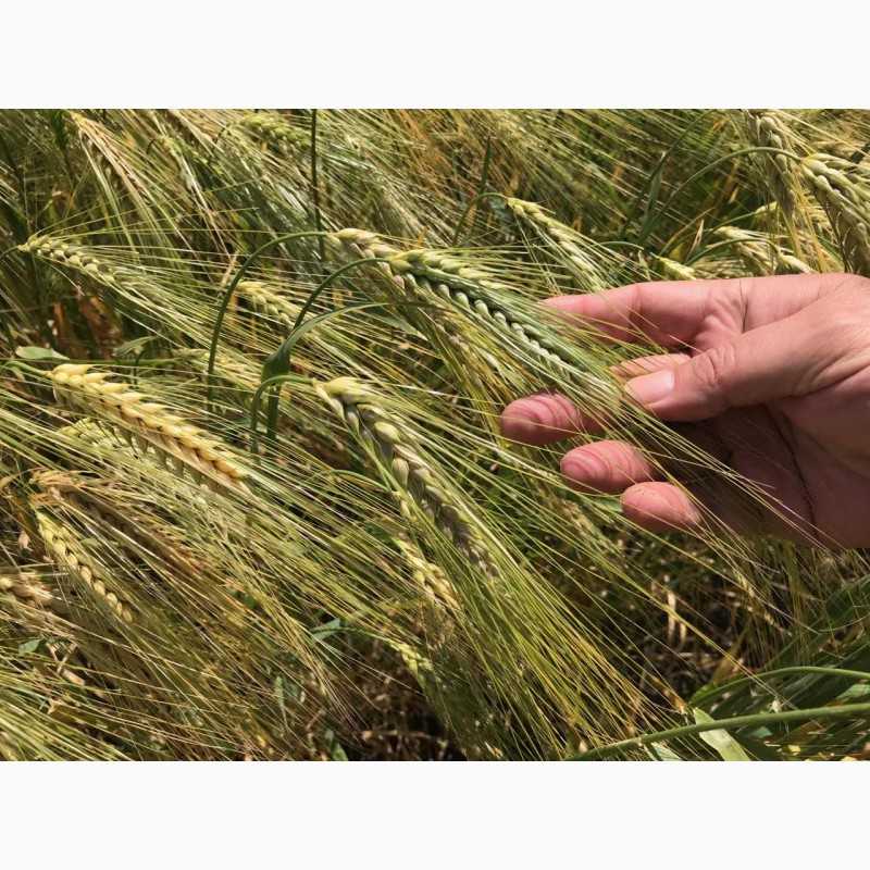 Озимая пшеница сорта граф: характеристика и описание, история селекции, урожайность, фото семян и отзывы