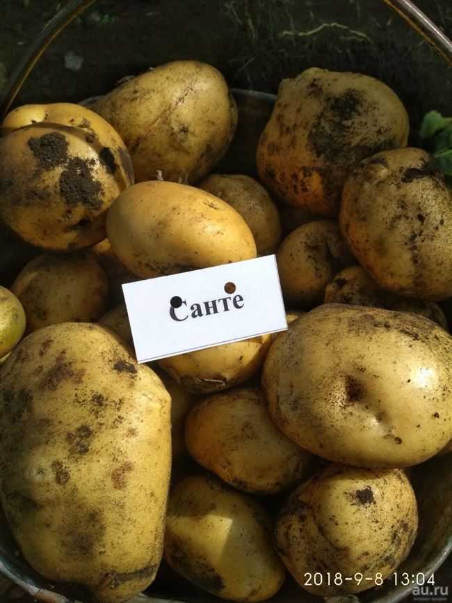 Картофель каратоп: характеристика и описание сорта с фото, вкусовые качества, выращивание и уход