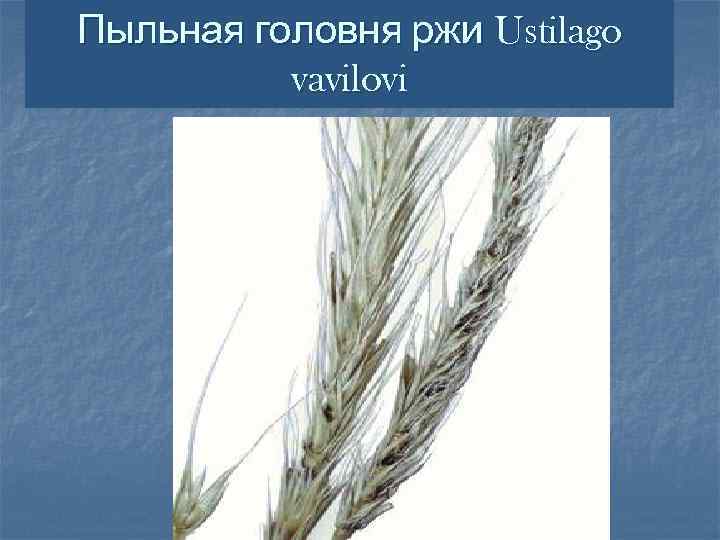 Головня стеблевая пшеницы | справочник пестициды.ru