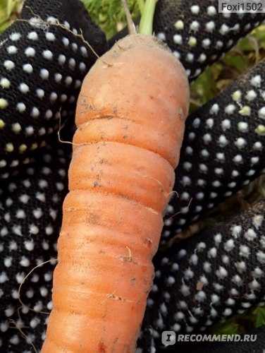 Почему морковь горькая? 6 возможных причин горечи морквы