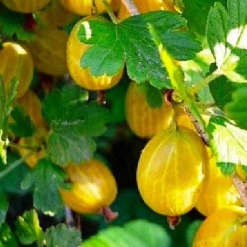 Крыжовник английский желтый – описание сорта, характеристика, урожайность, отзывы