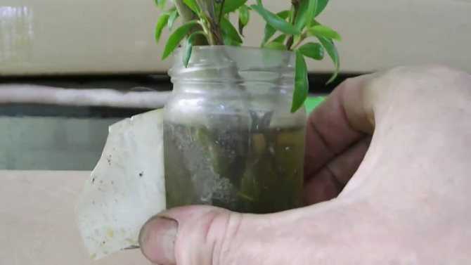 Размножение граната в домашних условиях: черенками, семенами, отводками