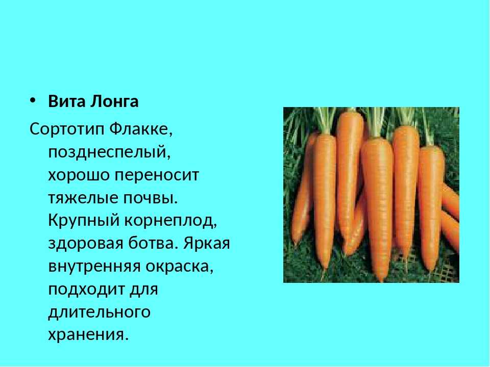 Мини морковь: как называется сорт маленькой морковки, особенности выращивания и ухода, полезные свойства